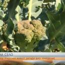 Младо семейство висшисти предпочитат живота на село пред града